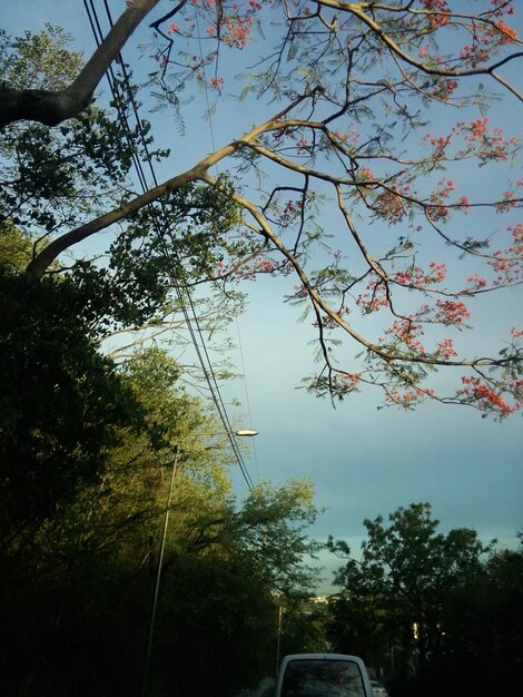 Foto alberi e cavi elettrici contro il cielo blu