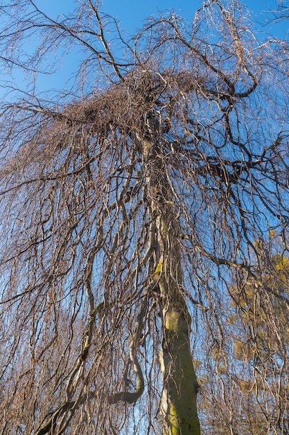 Trees in the public park of the city of Gdansk Poland