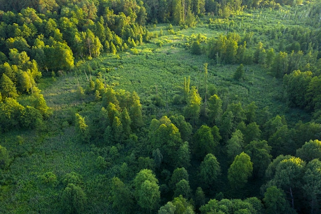 Alberi, canne e fiume, zone umide vicino alla foresta, vista dall'alto. meraviglioso paesaggio estivo, vista drone. sfondo naturale astratto.