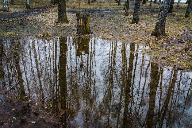 Trees reflected in puddle