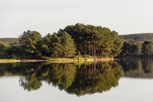 Trees reflected in the river Natural mirror Selective focus Copy space