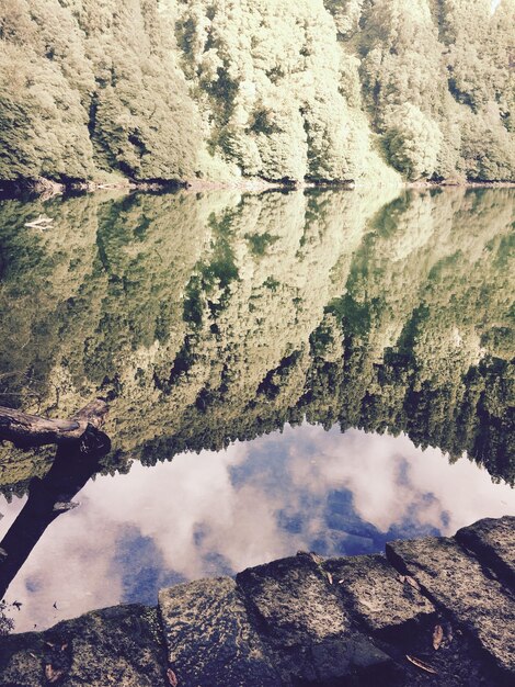 Foto gli alberi che si riflettono sul calmo lago della foresta