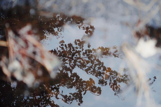 Photo trees reflecting in a puddle