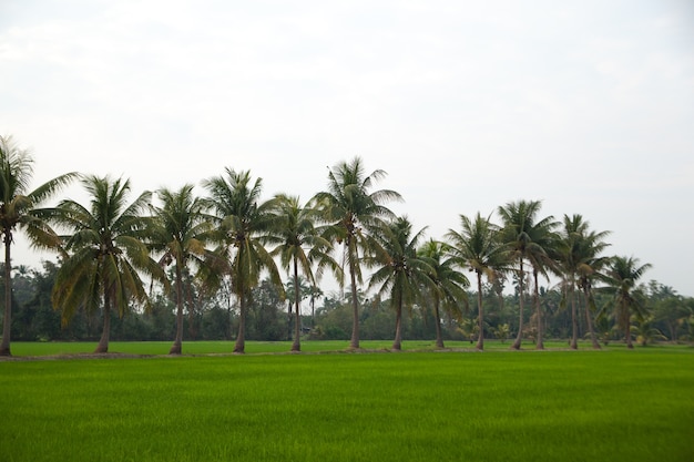 Trees in rice fields.