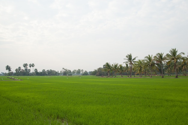 Trees in rice fields.