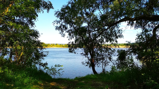 the trees on the river bank