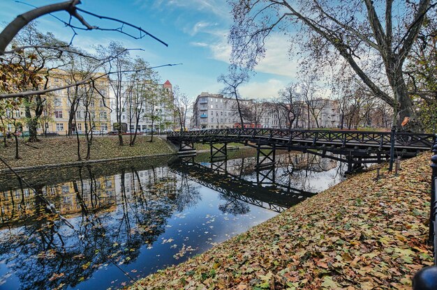 Деревья и река во Вроцлаве