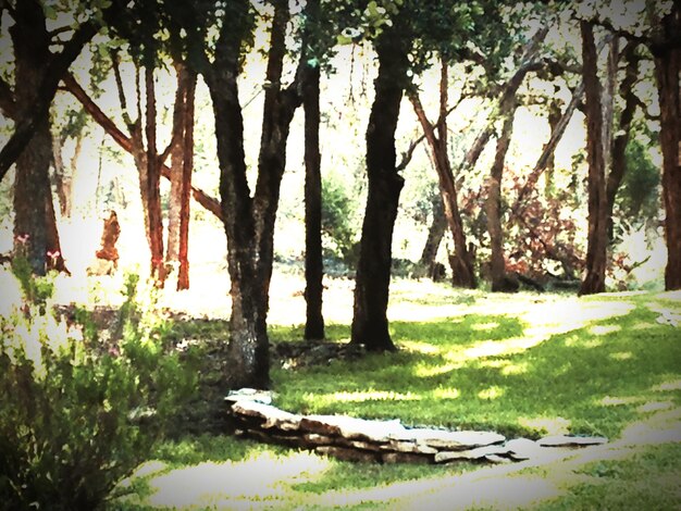 Photo trees in a river