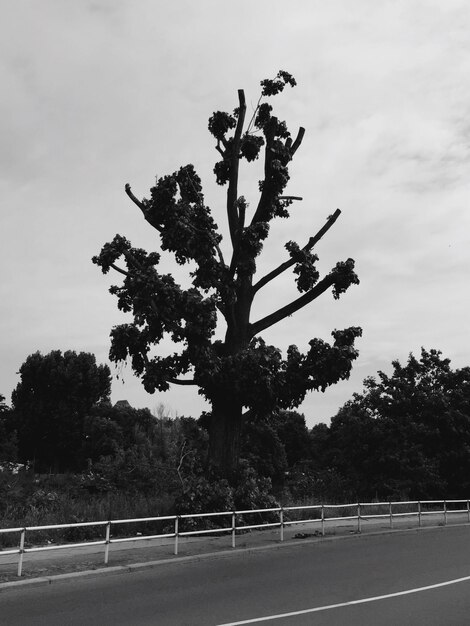 雲の空に照らされた道路の木