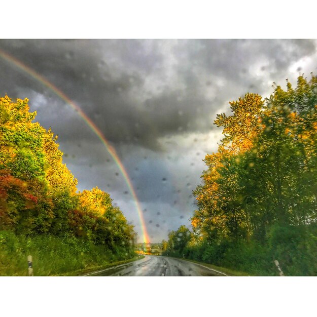 Trees on road against rainbow in sky