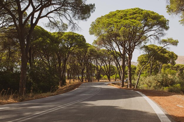 trees on the road. road in the park. trees in the desert.