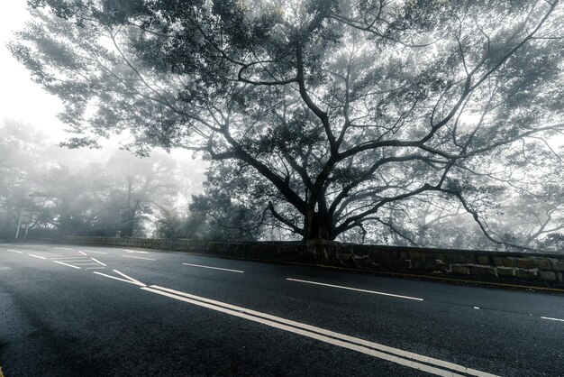 Trees and roads