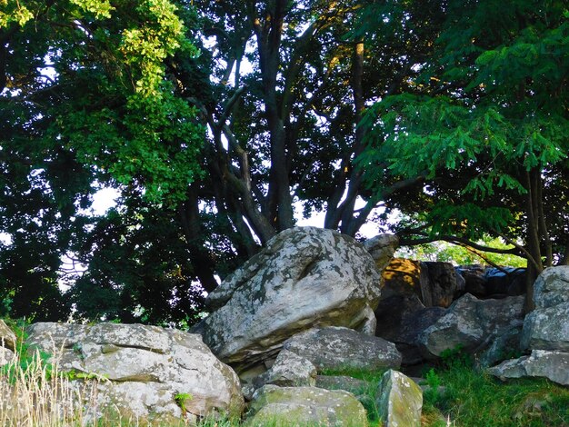 Trees on rock against sky