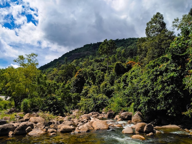 Foto alberi e rocce nella foresta contro il cielo