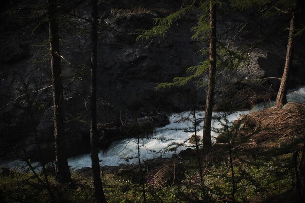 Foto alberi e rocce nella foresta