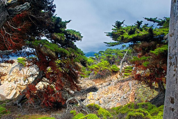 Photo trees on rocks