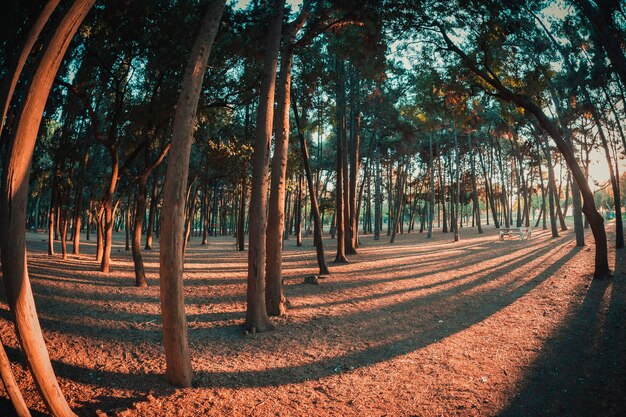 Trees in a row with low daylight during sunset taken with wide angle lens