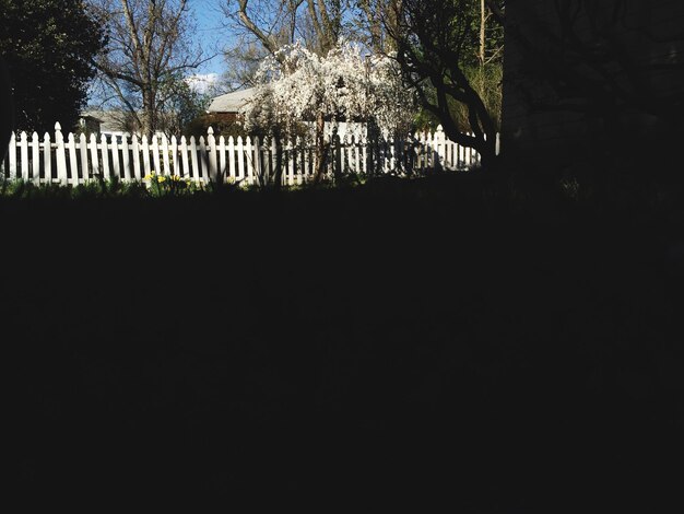 Photo trees in a row