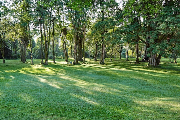 Trees in rows in the park