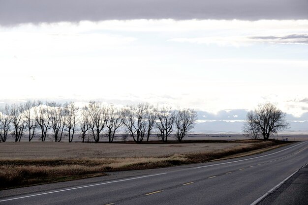 Trees on a rural road in Alberta , Canada