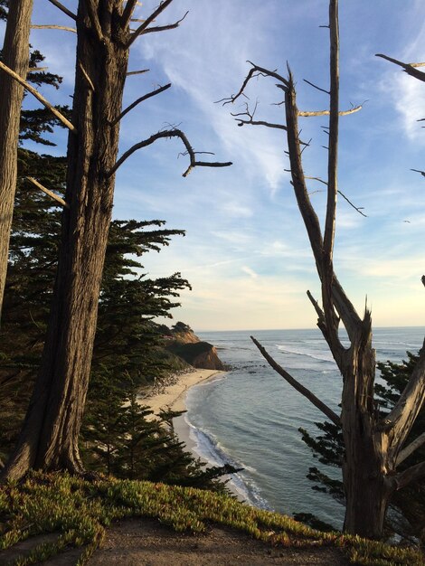 Photo trees and sea at sunset