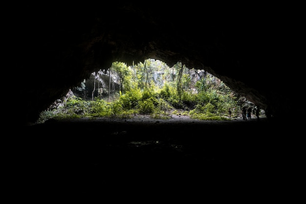 Photo trees seen through cave