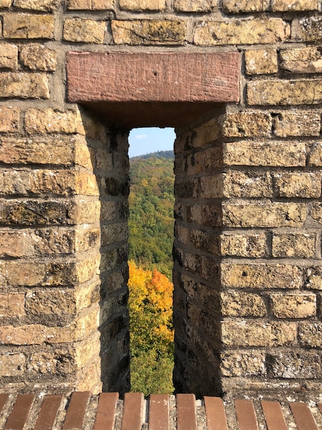 Photo trees seen through window amidst brick wall