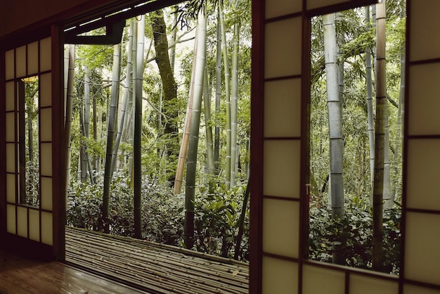 trees seen through window at home