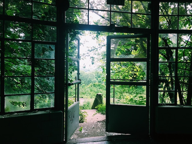 Photo trees seen through window