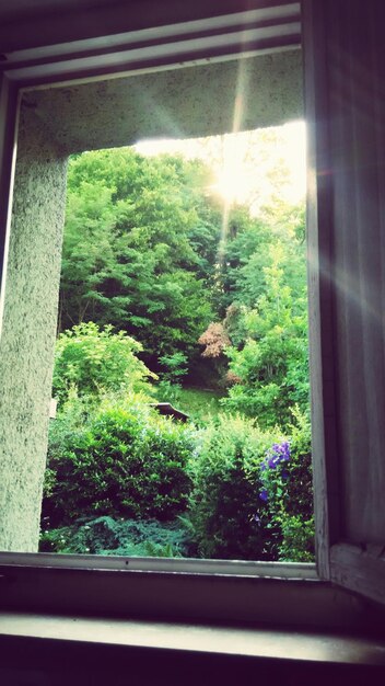 Photo trees seen through window