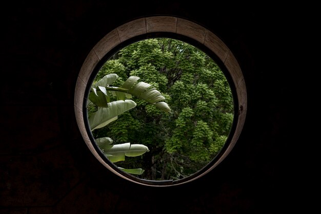 Photo trees seen through window