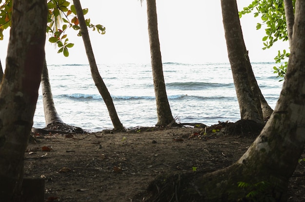 Trees on shore against sea