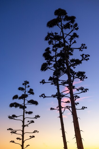 夕日の上の木のシルエット