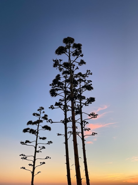 夕日の上の木のシルエット