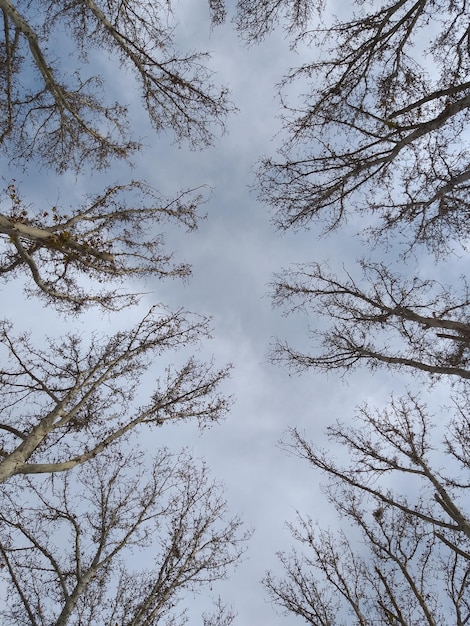 Trees in the sky are bare