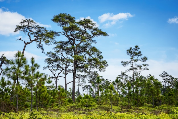 Trees on the sky background.