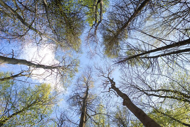 デンマークの森の木々と空