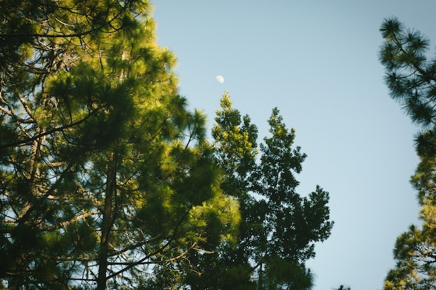 Trees and sky on the island of Tenerife