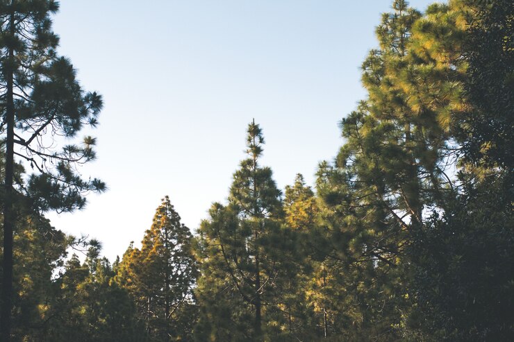 Trees and sky on the island of Tenerife