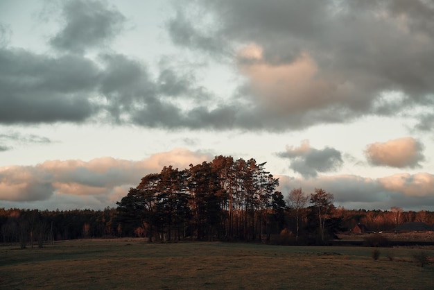 Photo trees and sky landscape in the country