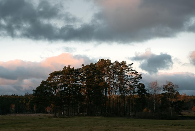 Trees and sky landscape in the country