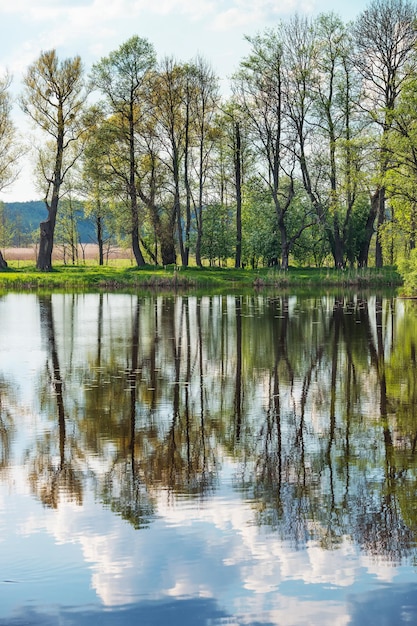 ポーランドのBelovezhskayaPushcha国立公園の一部としてビャウォヴィエジャ国立公園の池に映る木々と空。
