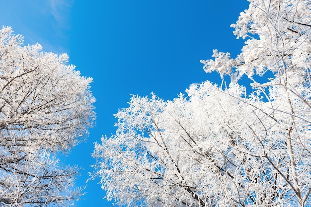 青い空を背景に雪の中の木々。美しい冬の風景。