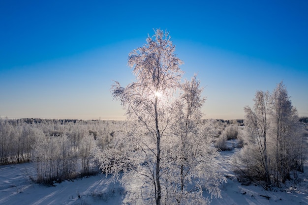 Trees on snow covered field against blue sky