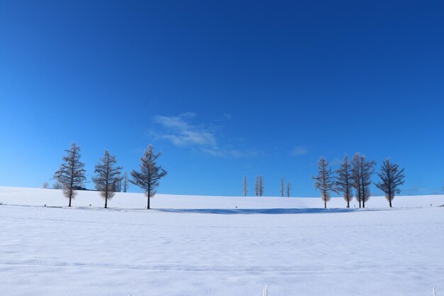 Photo trees on snow covered field against blue sky