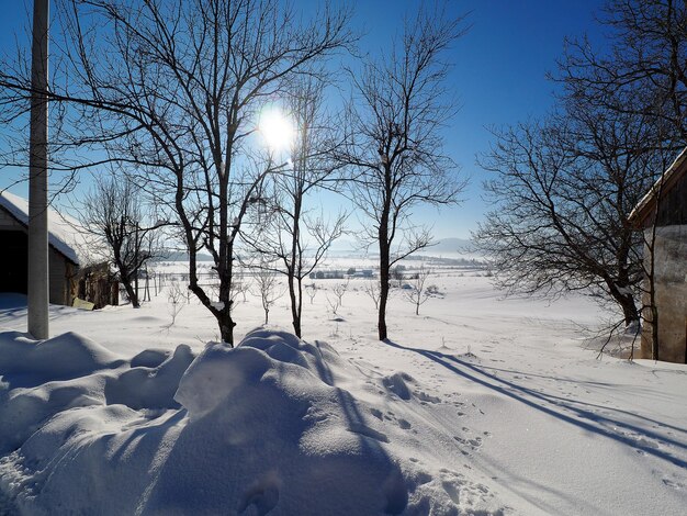 Trees on snow covered field against sky during winter