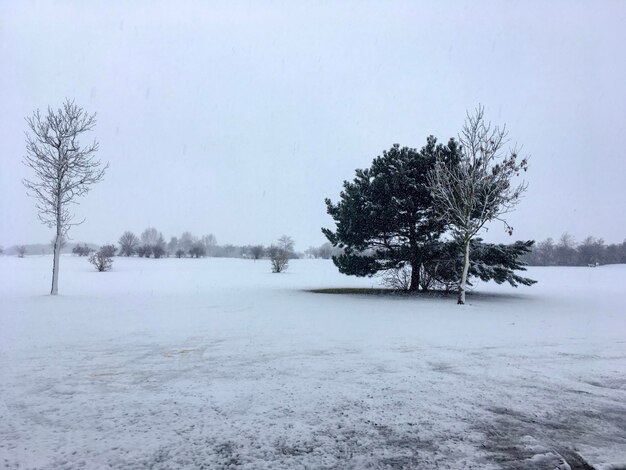 空に照らされた雪に覆われた畑の木