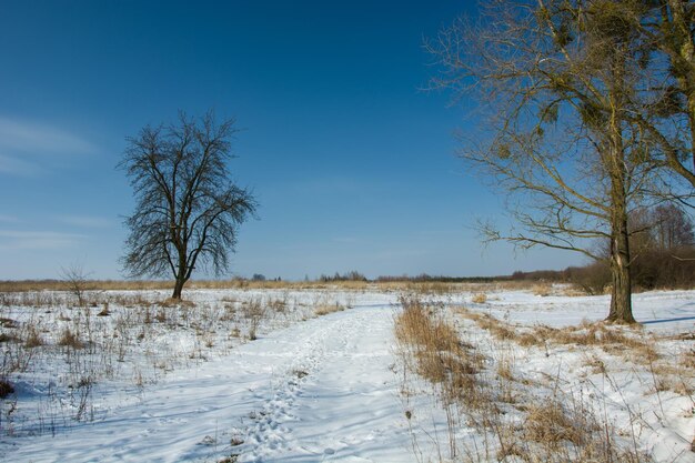 空に照らされた雪に覆われた畑の木