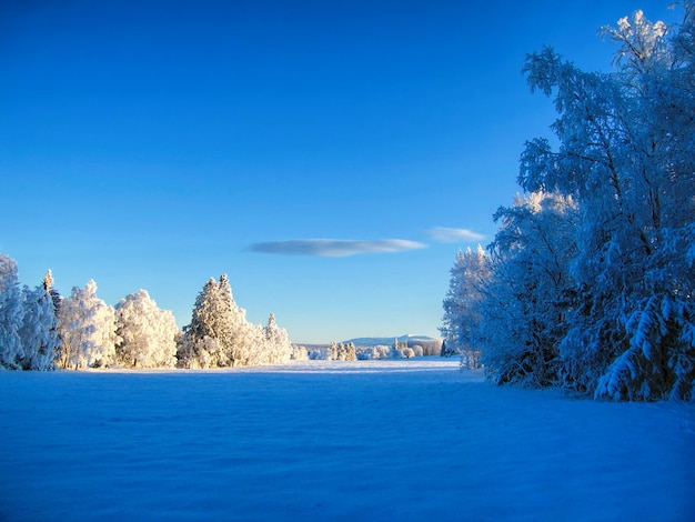 空に照らされた雪に覆われた畑の木