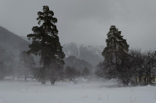 Trees on snow covered field against sky